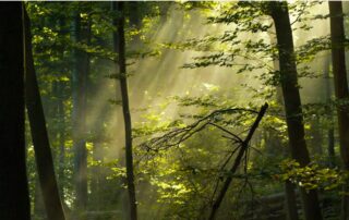 Forest of trees with sun rays shining through