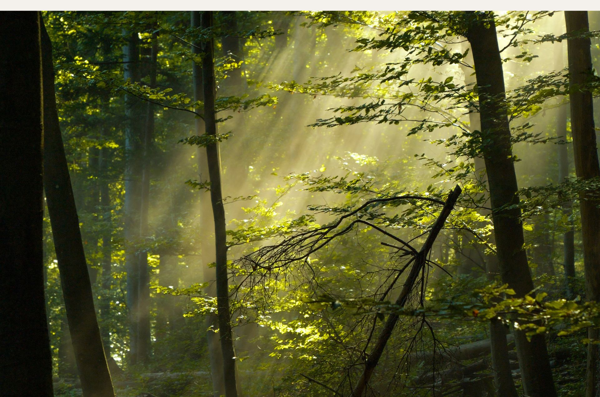 Forest of trees with sun rays shining through